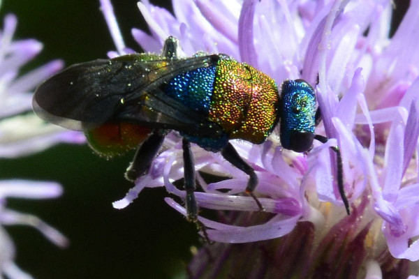 2023-07-18--Chrysididae-an Kratzdistel-Schnaakenmoor-ZSC0444.jpg