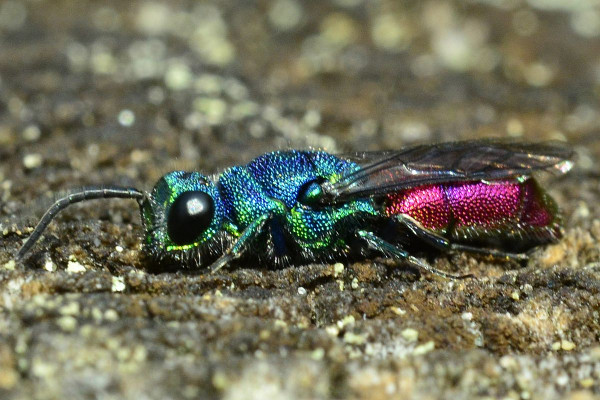 2023-09-30-Goldwespe (Chrysididae)-drittes Exemplar-at an old dry trunk-Holmer Sandberge-ZAC0636.JPG