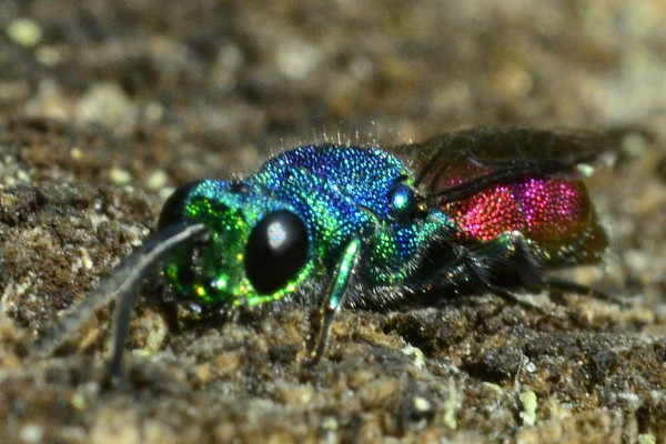 2023-09-30-Goldwespe (Chrysididae)-drittes Exemplar-at an old dry trunk-Holmer Sandberge-ZAC0632.JPG