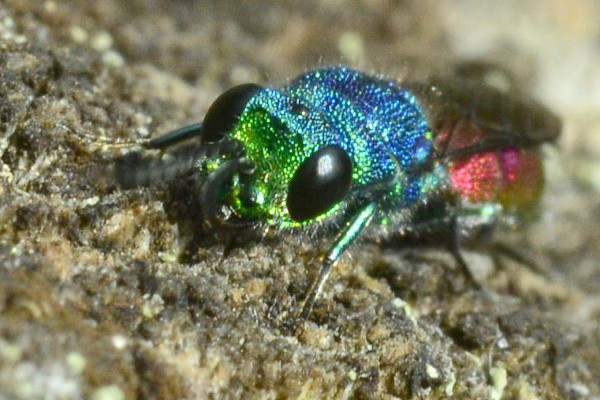 2023-09-30-Goldwespe (Chrysididae)-drittes Exemplar-at an old dry trunk-Holmer Sandberge-ZAC0631.JPG