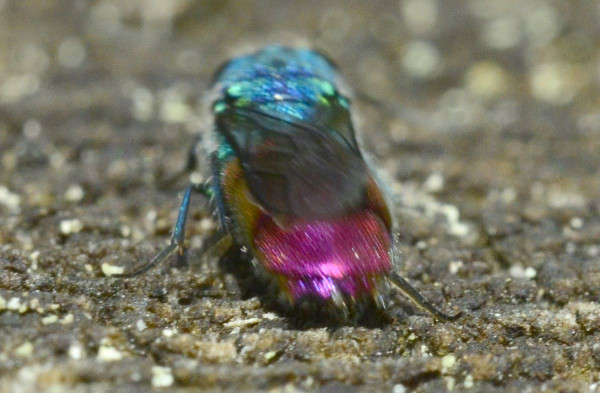 2023-09-30-Goldwespe (Chrysididae)-drittes Exemplar-at an old dry trunk-Holmer Sandberge-ZAC0637.JPG