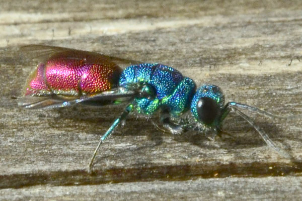 2023-09-30-Goldwespe (Chrysididae)-zweites Exemplar-at an old dry trunk-Holmer Sandberge-ZAC0620.JPG