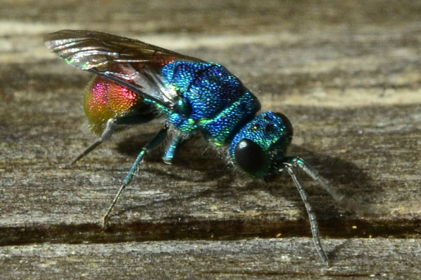 2023-09-30-Goldwespe (Chrysididae)-zweites Exemplar-at an old dry trunk-Holmer Sandberge-ZAC0622.JPG