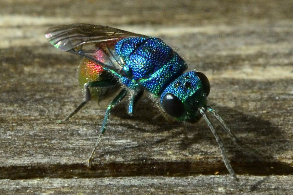 2023-09-30-Goldwespe (Chrysididae)-zweites Exemplar-at an old dry trunk-Holmer Sandberge-ZAC0623.JPG