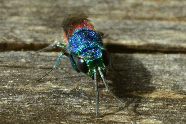 2023-09-30-Goldwespe (Chrysididae)-zweites Exemplar-at an old dry trunk-Holmer Sandberge-ZAC0628.JPG