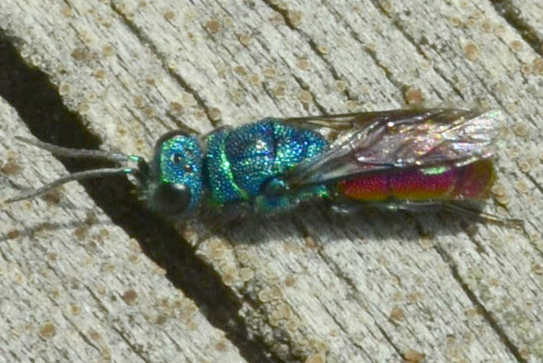 2023-09-30-Goldwespe (Chrysididae)-erstes Exemplar-at an old dry trunk-Holmer Sandberge-ZAC0612.JPG