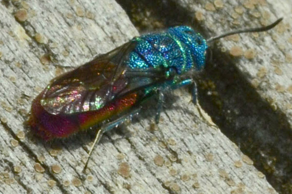 2023-09-30-Goldwespe (Chrysididae)-erstes Exemplar-at an old dry trunk-Holmer Sandberge-ZAC0614.JPG