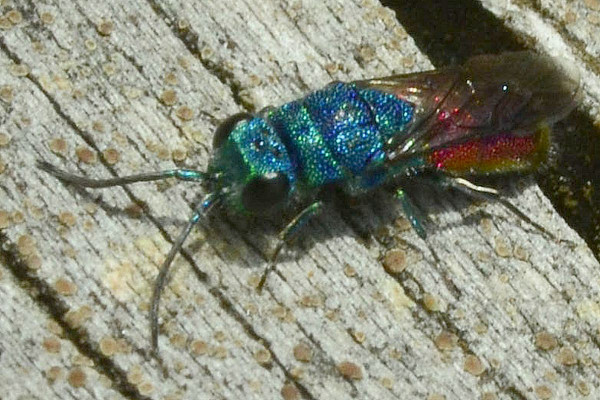 2023-09-30-Goldwespe (Chrysididae)-erstes Exemplar-at an old dry trunk-Holmer Sandberge-ZAC0616.JPG