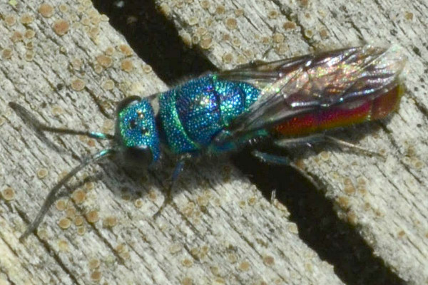 2023-09-30-Goldwespe (Chrysididae)-erstes Exemplar-at an old dry trunk-Holmer Sandberge-ZAC0617.JPG