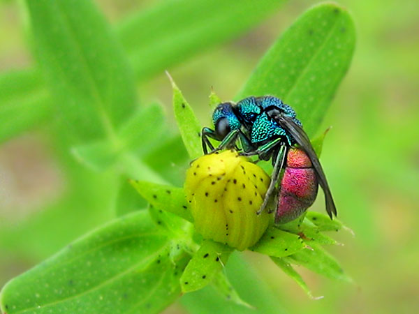 Holopyga generosa 20-6-24.JPG