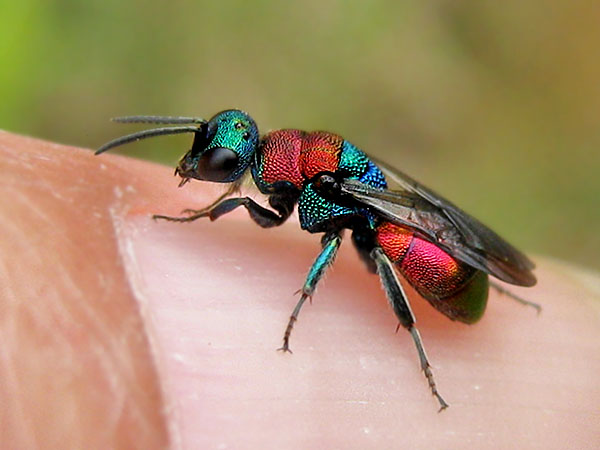 Hedychrum nobile-niemelai 1.JPG