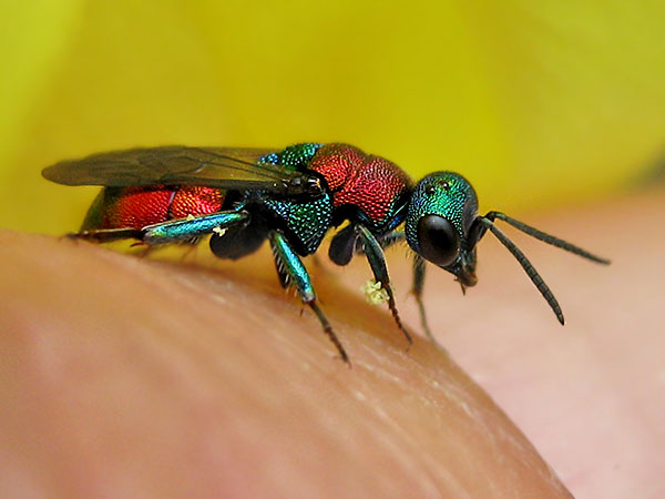 Hedychrum nobile-niemelai 1_1.JPG