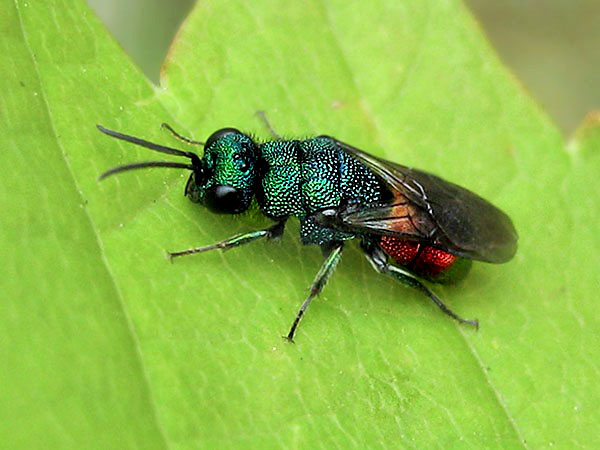 Hedychrum spec. 20-6-24 1.JPG