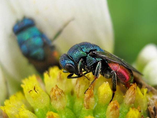 Hedychrum spec. 20-6-24 2.JPG