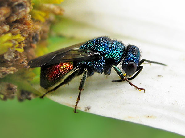 Hedychrum spec. 20-6-24 3.JPG