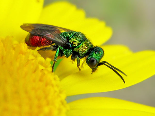 Hedychrum spec. 20-6-24 4.JPG