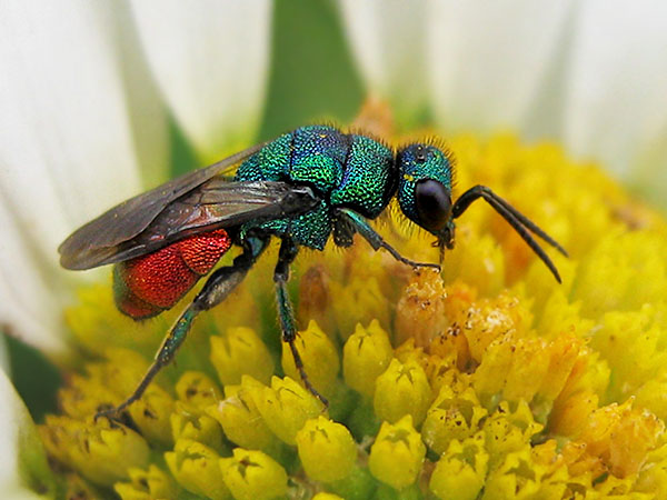 Hedychrum spec. 20-6-24 5.JPG