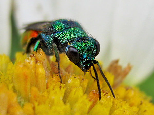 Hedychrum spec. 20-6-24 5_1.JPG