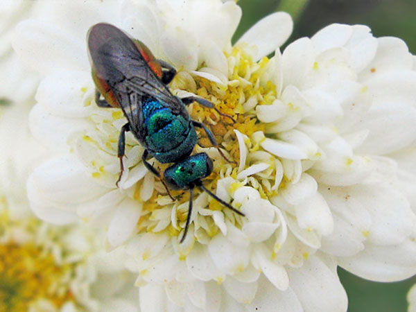 Hedychrum spec. 10-7-19.JPG