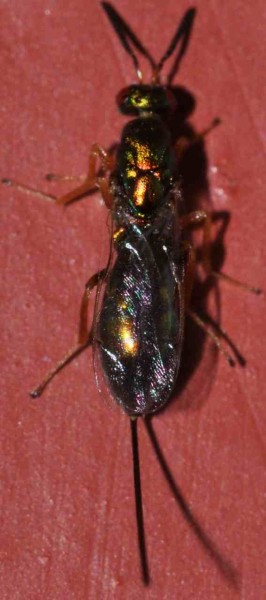 chrysis sp.jpg