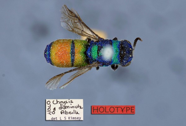 C. dominula holotype.jpg