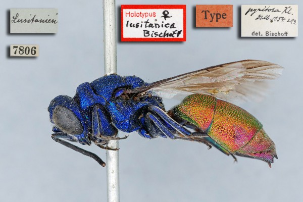 Chrysis lusitanica lateral.jpg