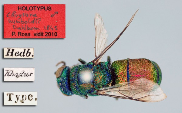 Chrysura humboldti.jpg