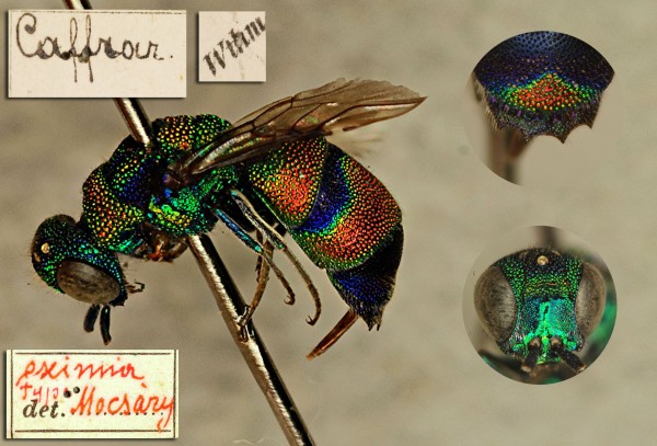 Chrysis eximia.jpg