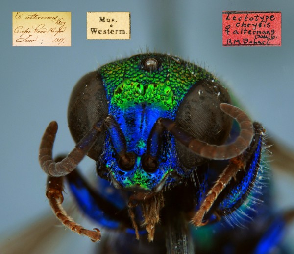 Chrysis alternans head_labels.jpg