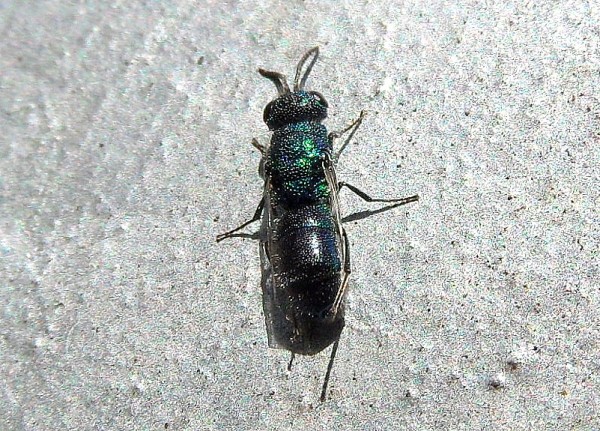 trichrysiscyanea2605.jpg