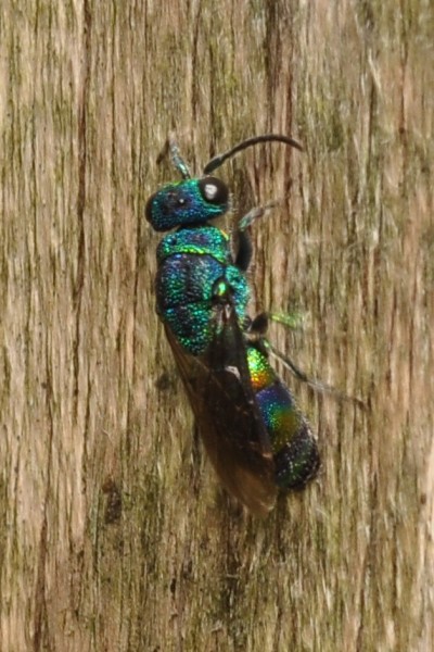 Chrysis equestri not sure.jpg