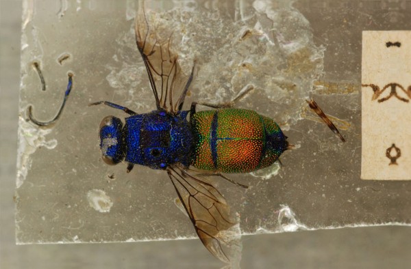 Chrysis amoena 1.jpg