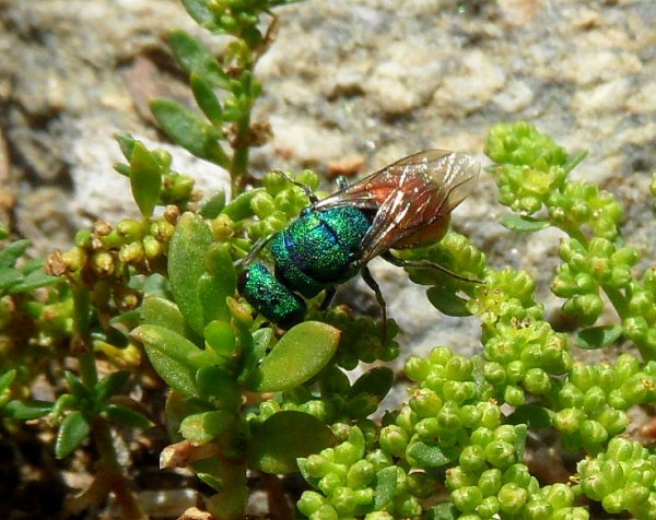 chrysis onknown nobile.jpg