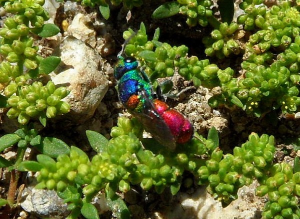 chrysis 120712.jpg