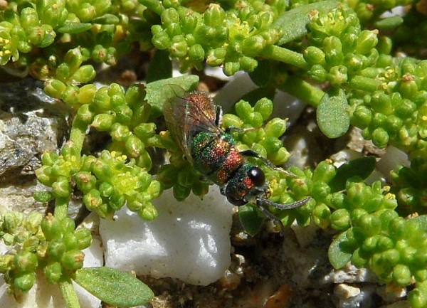 chrysis Paolo 140712.jpg