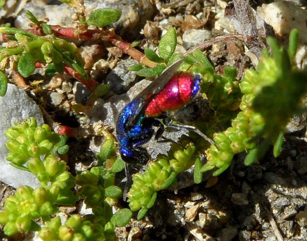 chrysis blauw achterrandje.jpg