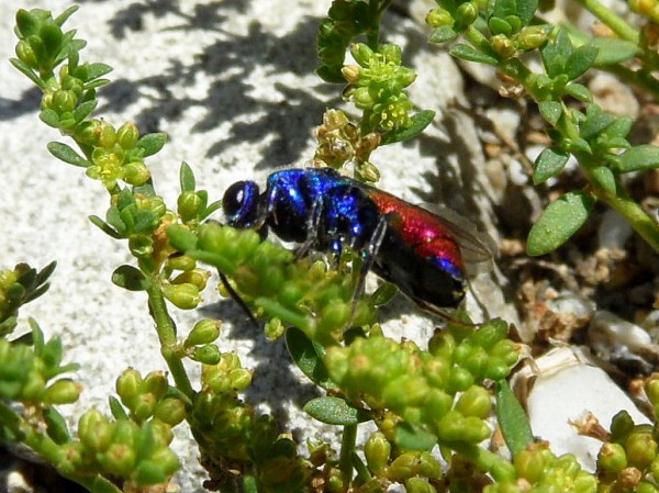 chrysis blauw kontje gt.jpg