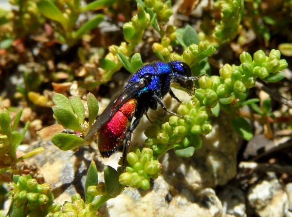 chrysis blauw kontje.jpg