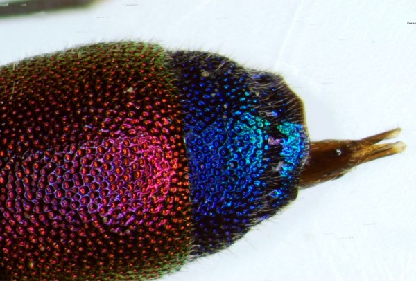 margine analerid.jpg