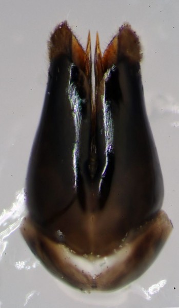 capsula genitalerid.jpg