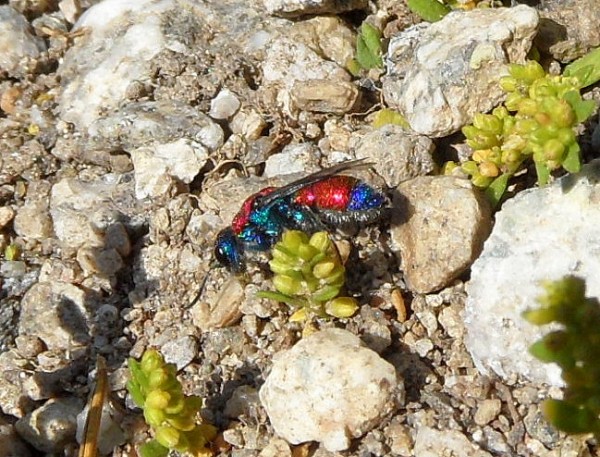 chrysis onbekend rood.jpg