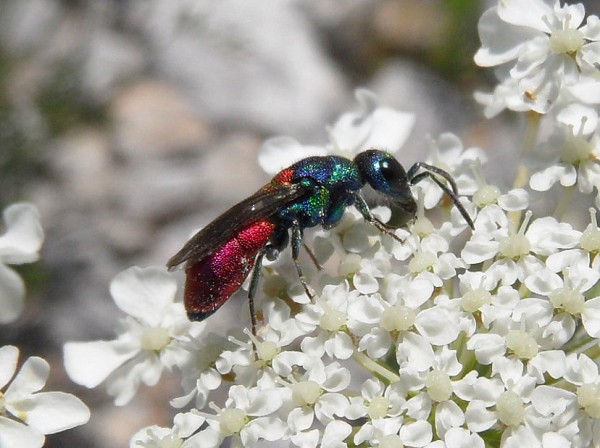 chrysis zij blauw randje.jpg