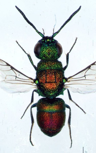 chrysislancrid.jpg