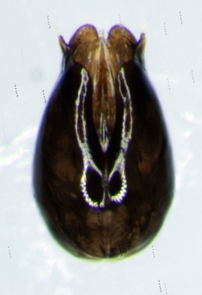 capsula genitalerid.jpg