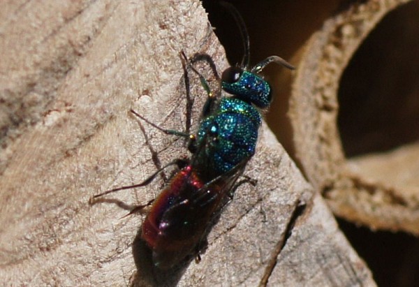 Chrysis-ignita-21-7-2012.jpg