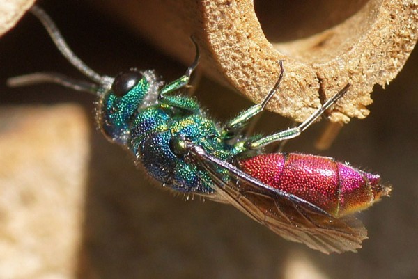 Chrysis-ignita-1-25-7-2012.jpg