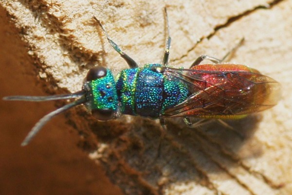 Chrysis-ignita-2-25-7-2012.jpg