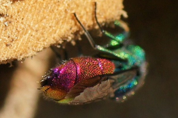 Chrysis-ignita-3-25-7-2012.jpg