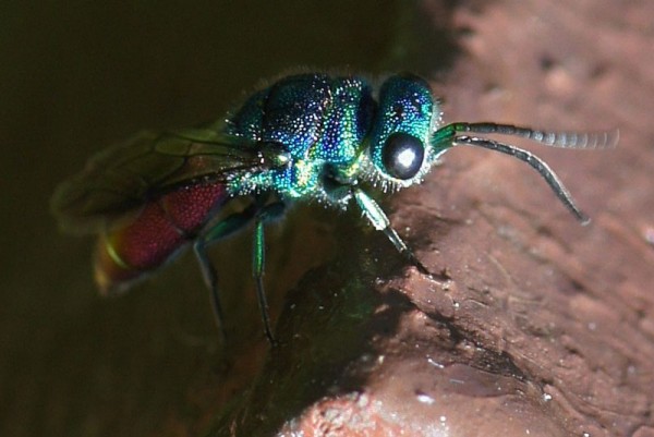 Chrysis-ignita-4-25-7-2012.jpg