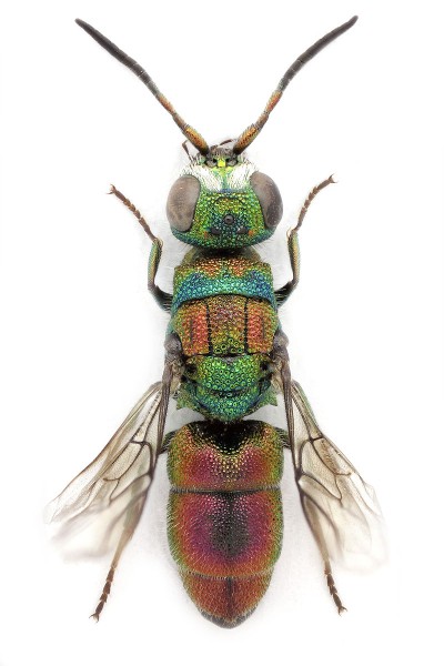 chrysididae_croatia.jpg